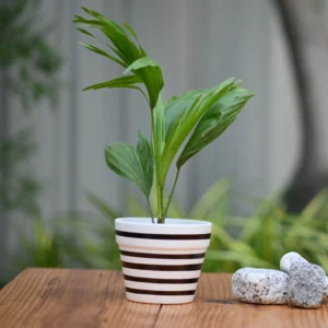 Best indoor Peace Lily Plant for Home and Offices