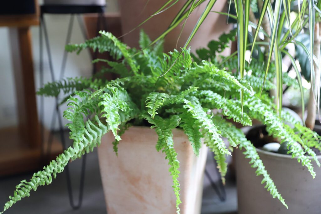 Boston Fern Care Guide How to Grow Beautiful Ferns Indoors