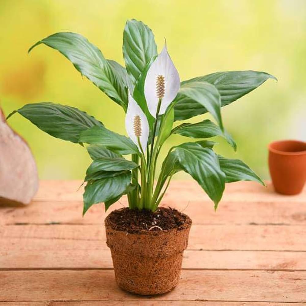 Best indoor Peace Lily Plant for Home and Offices