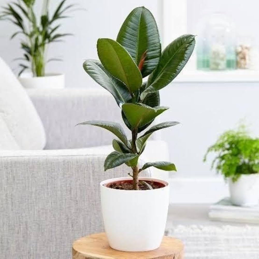 Best Rubber Plants for Homes & Offices in Hyderabad