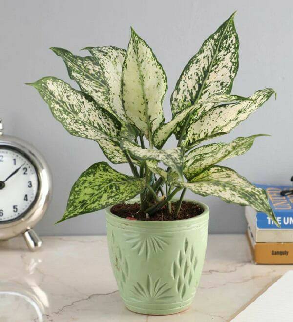 Greenhouse Heaven - Home Gardening Services in Hyderabad
