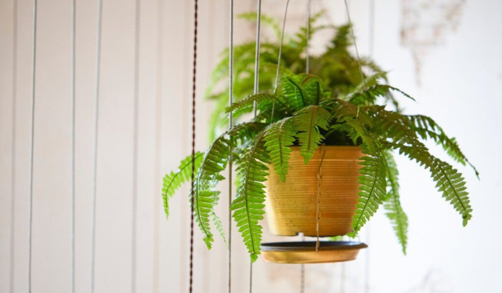 Boston Fern Care Guide How to Grow Beautiful Ferns Indoors