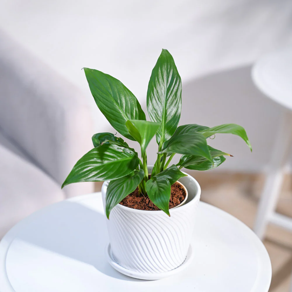 Greenhouse Heaven - Home Gardening Services in Hyderabad