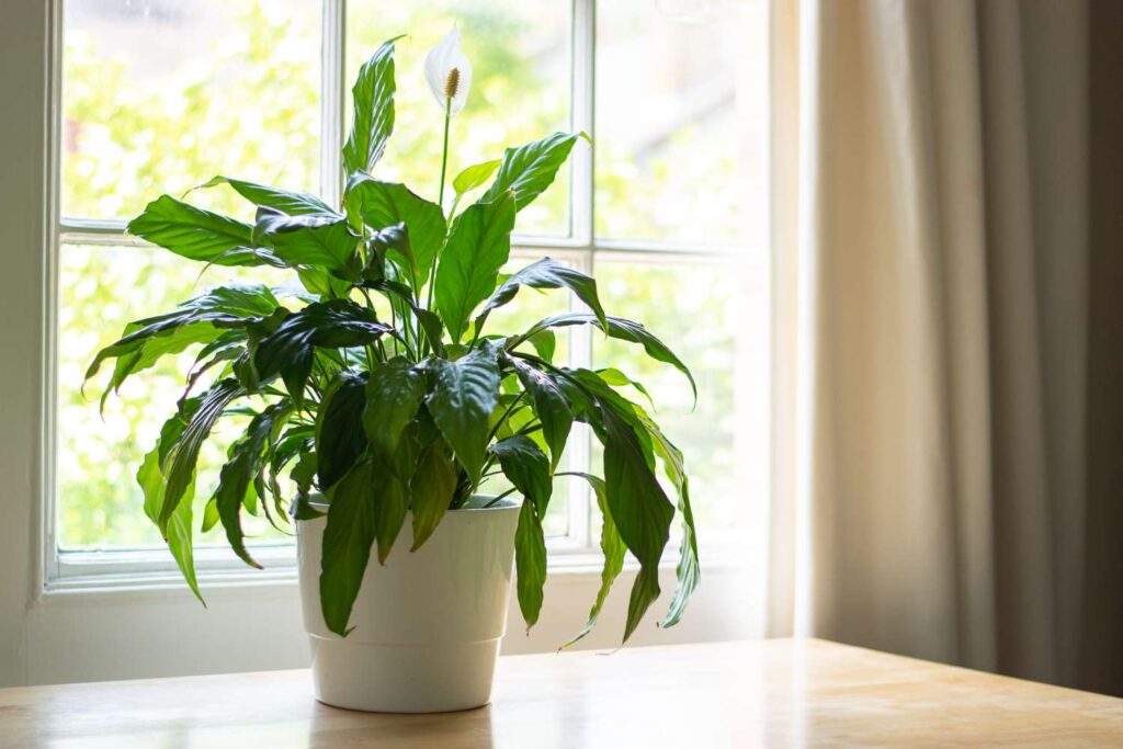 Best indoor Peace Lily Plant for Home and Offices