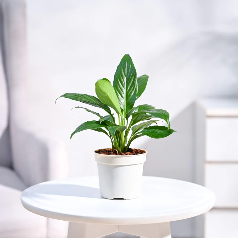 Best indoor Peace Lily Plant for Home and Offices