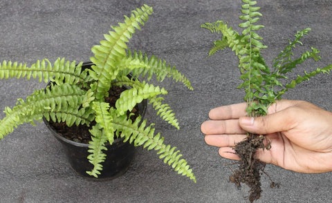 Boston Fern Care Guide How to Grow Beautiful Ferns Indoors