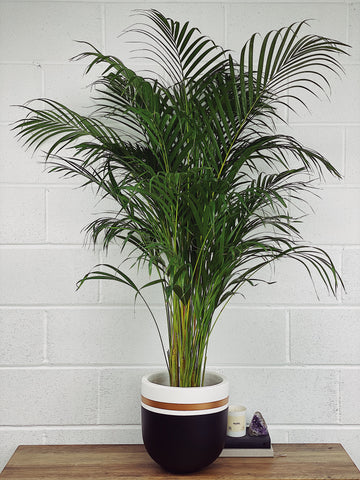 Butterfly Palm: The Perfect Indoor Plant for Style & ClAirean