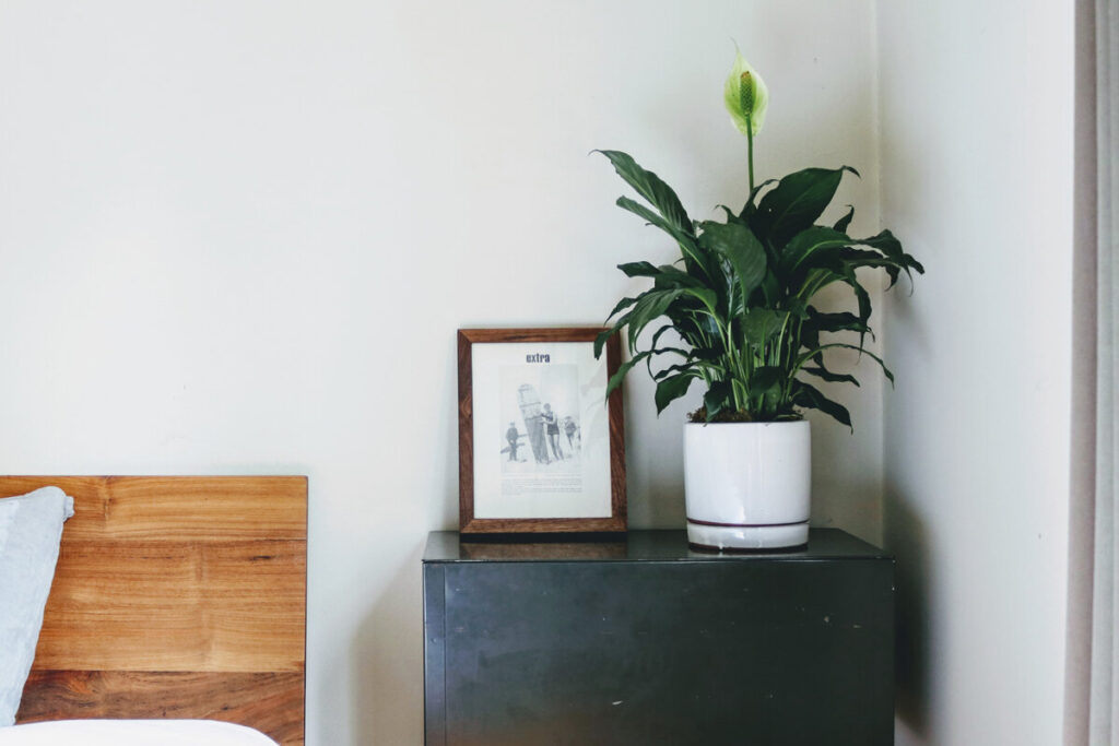 Best indoor Peace Lily Plant for Home and Offices