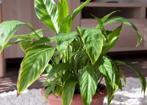 Best indoor Peace Lily Plant for Home and Offices