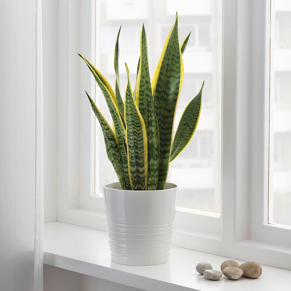 Greenhouse Heaven - Home Gardening Services in Hyderabad