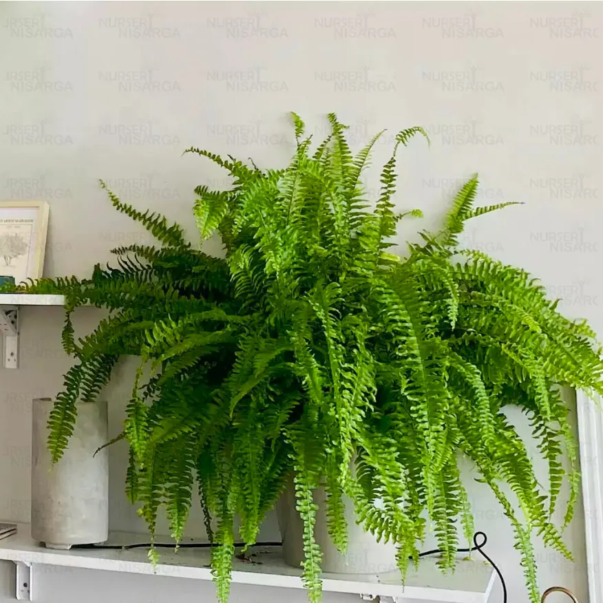 Greenhouse Heaven - Home Gardening Services in Hyderabad