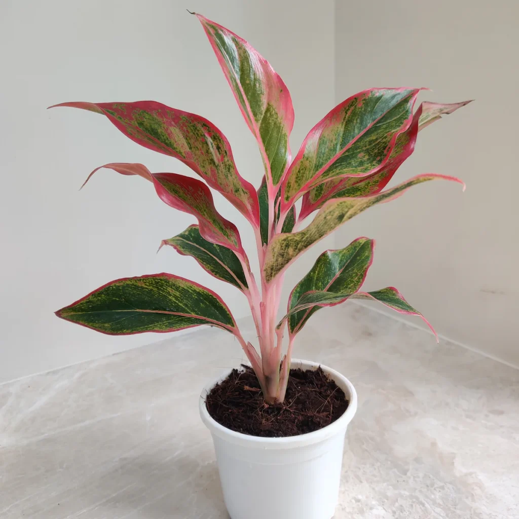 Greenhouse Heaven - Home Gardening Services in Hyderabad
