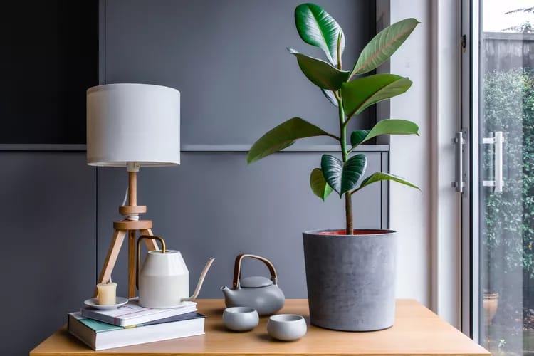 Greenhouse Heaven - Home Gardening Services in Hyderabad