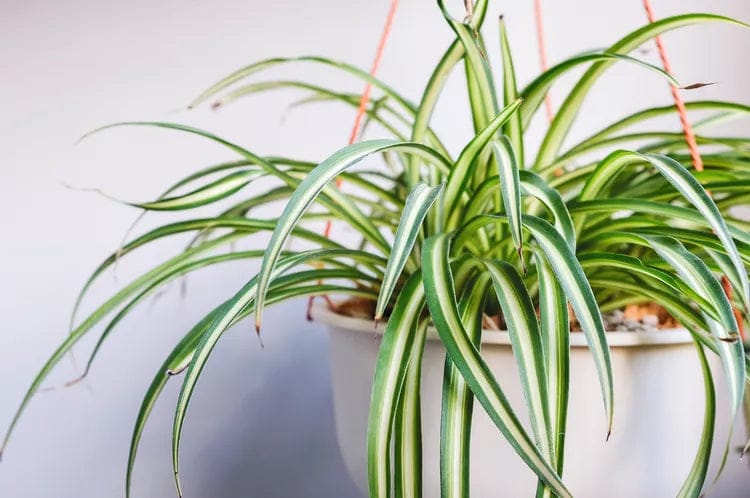 Greenhouse Heaven - Home Gardening Services in Hyderabad