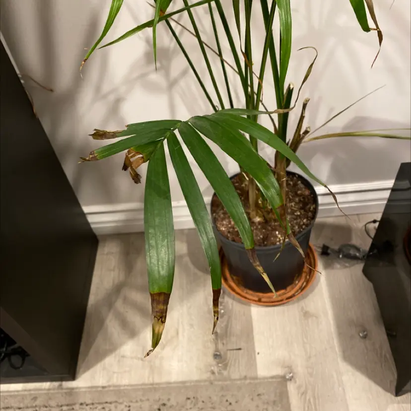 Butterfly Palm: The Perfect Indoor Plant for Style & ClAirean