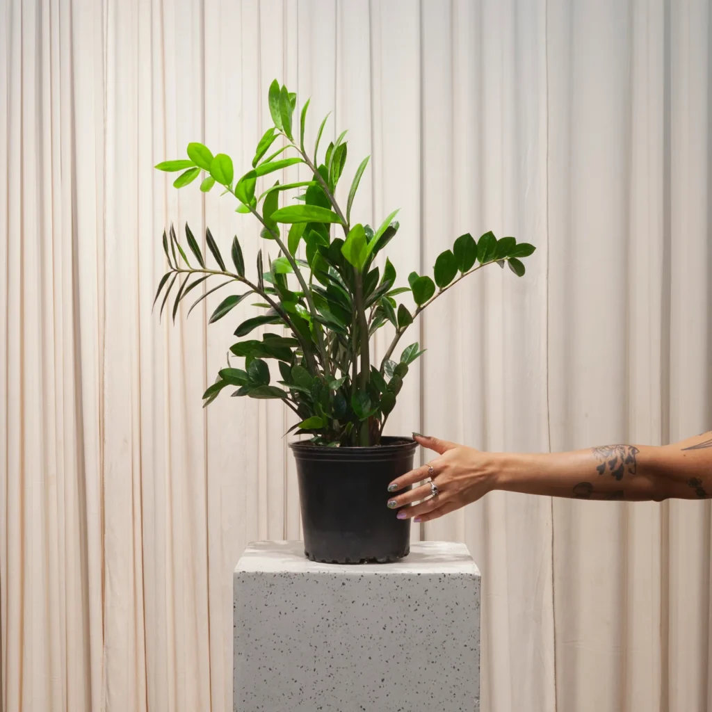 Greenhouse Heaven - Home Gardening Services in Hyderabad