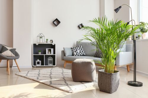 Butterfly Palm: The Perfect Indoor Plant for Style & Clean Air