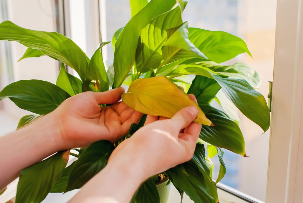 Best indoor Peace Lily Plant for Home and Offices