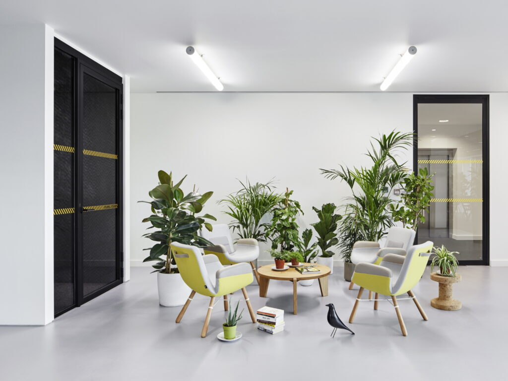 Butterfly Palm: The Perfect Indoor Plant for Style & ClAirean