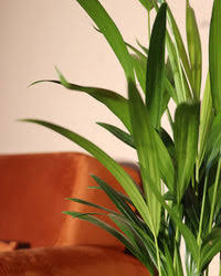 Butterfly Palm: The Perfect Indoor Plant for Style & ClAirean
