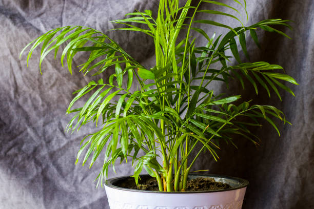 Butterfly Palm: The Perfect Indoor Plant for Style & Clean Air
