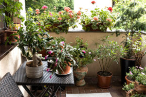 Greenhouse Heaven - Home Gardening Services in Hyderabad