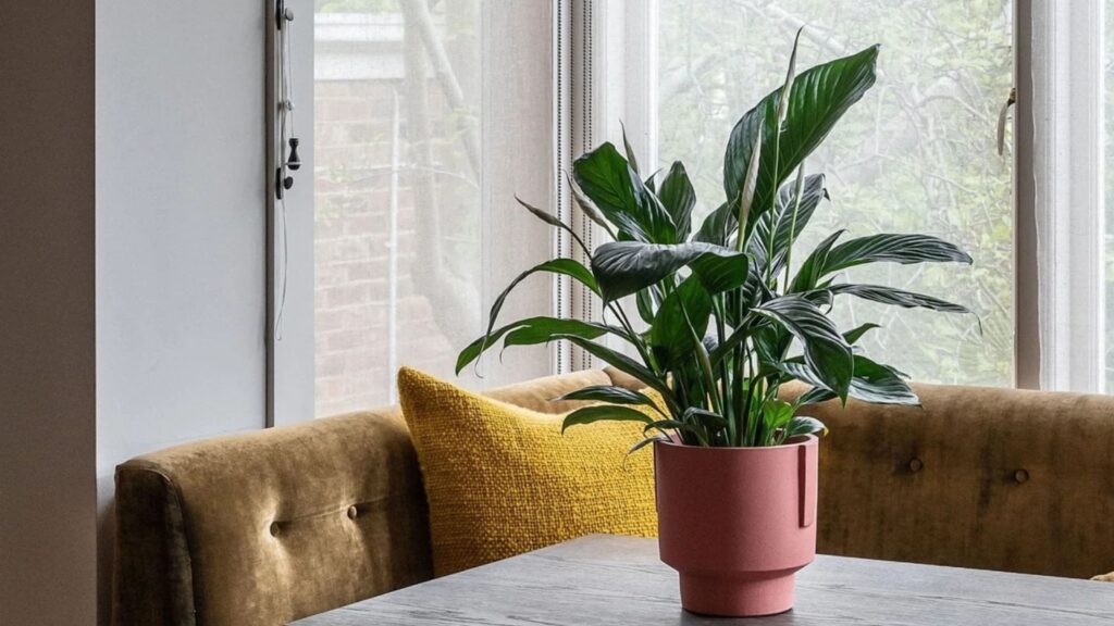 Best indoor Peace Lily Plant for Home and Offices