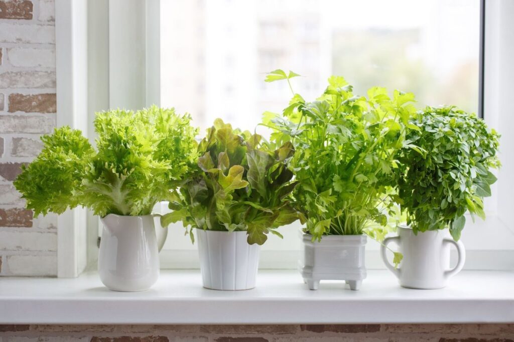 Greenhouse Heaven - Home Gardening Services in Hyderabad