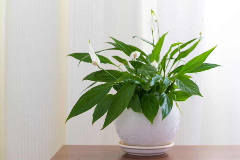Best indoor Peace Lily Plant for Home and Offices