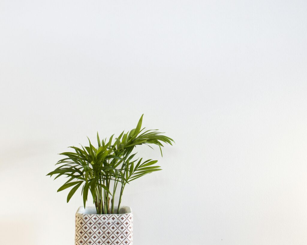 Greenhouse Heaven - Home Gardening Services in Hyderabad