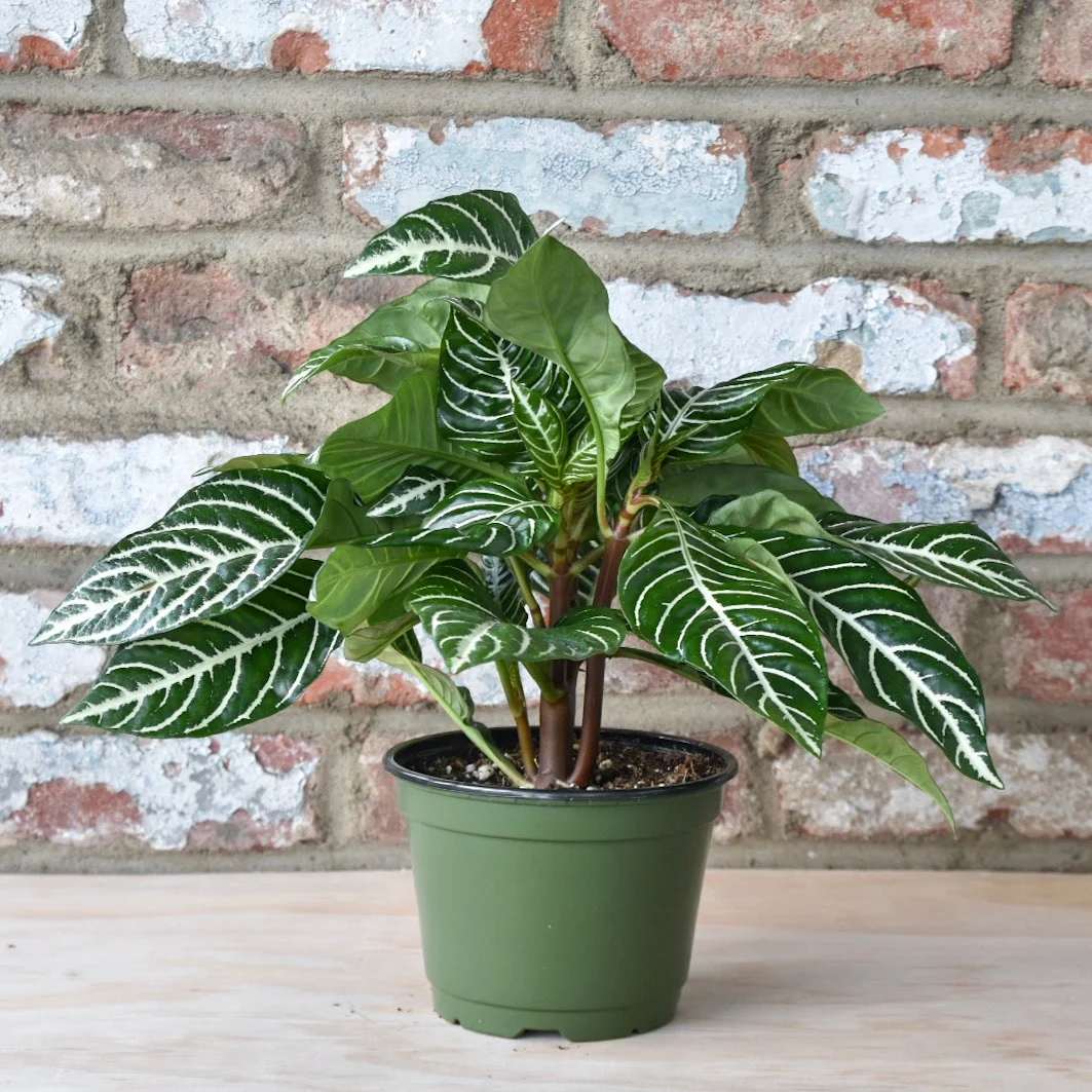 Greenhouse Heaven - Home Gardening Services in Hyderabad