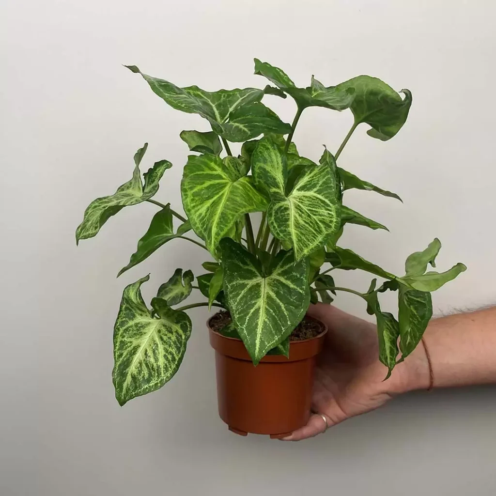 Greenhouse Heaven - Home Gardening Services in Hyderabad