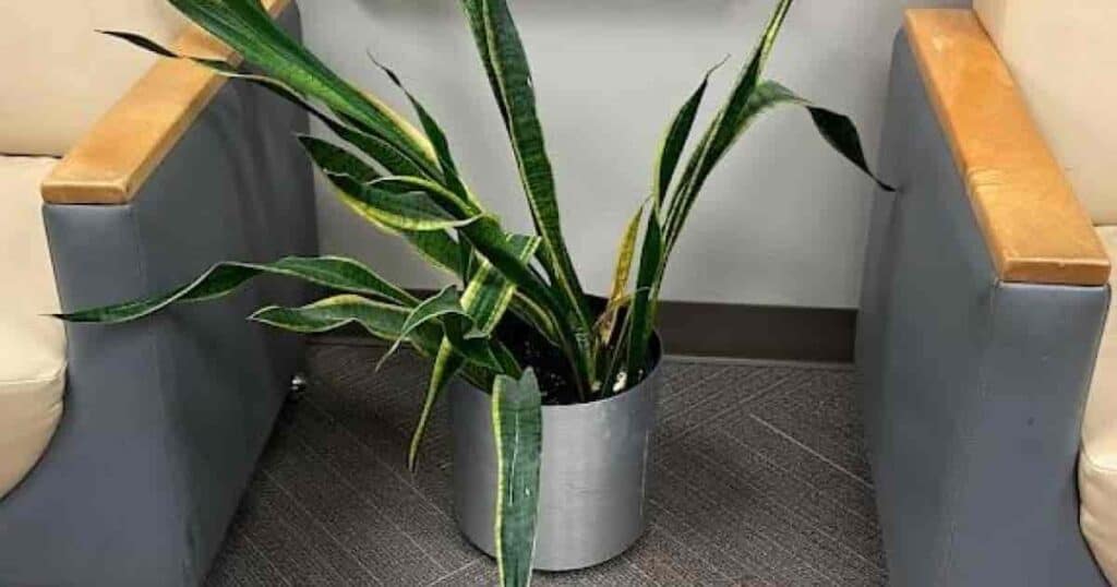 Indoor Plant for Hyderabad Homes Ultimate Guide to Snake Plants