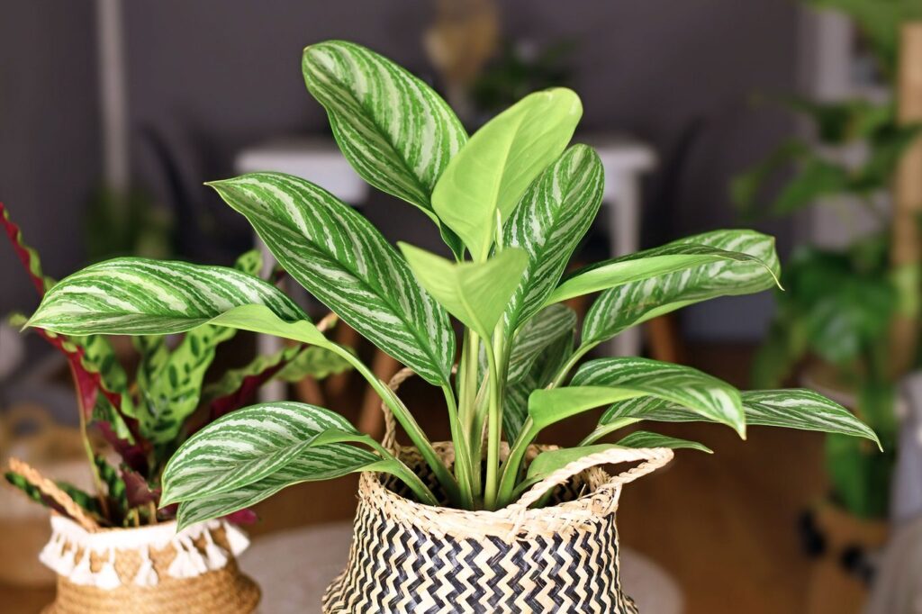 Indoor Spaces with Stunning Spotted Evergreen Plants in Hyderabad