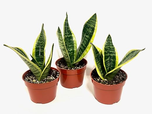Indoor Plant for Hyderabad Homes Ultimate Guide to Snake Plants