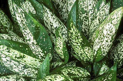 Indoor Spaces with Stunning Spotted Evergreen Plants in Hyderabad