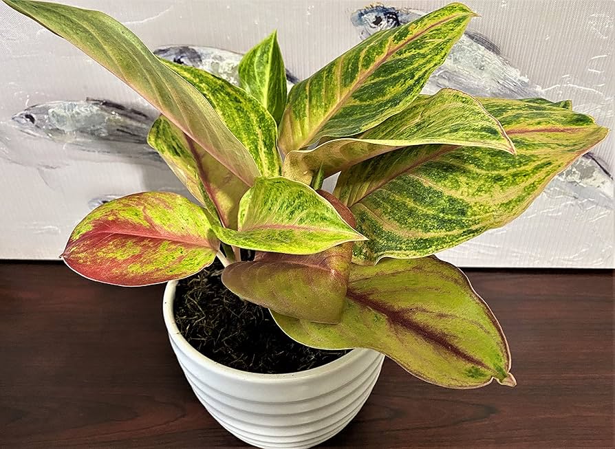 Indoor Spaces with Stunning Spotted Evergreen Plants in Hyderabad