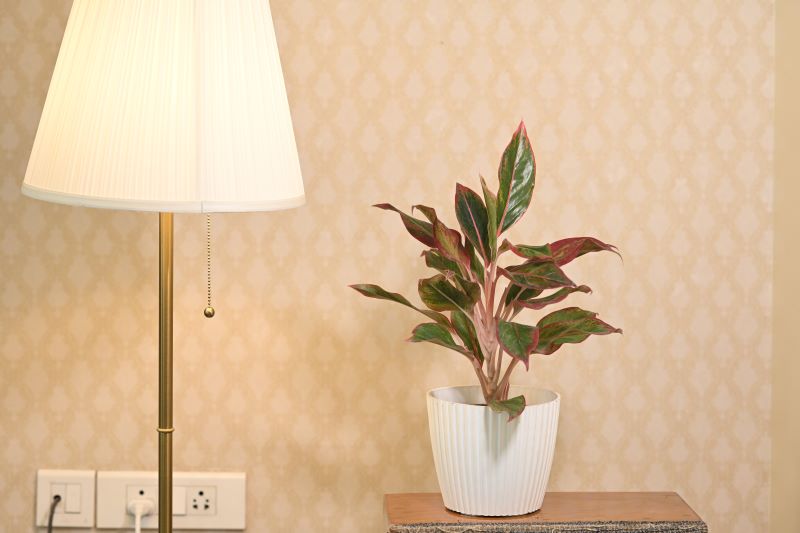 Lipstick Aglaonema: Stylish, Low-Light Indoor Plant for Hyderabad Homes