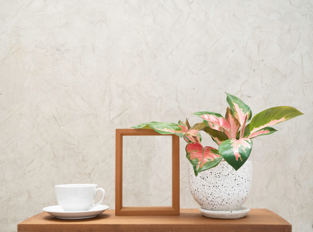 Lipstick Aglaonema: Stylish, Low-Light Indoor Plant for Hyderabad Homes