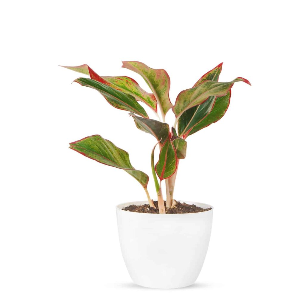 Lipstick Aglaonema: Stylish, Low-Light Indoor Plant for Hyderabad Homes