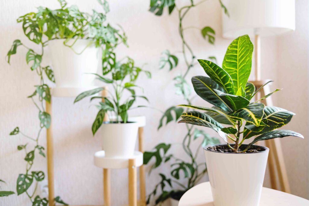 Tolerates low-light spaces, but thrives in well-lit corners