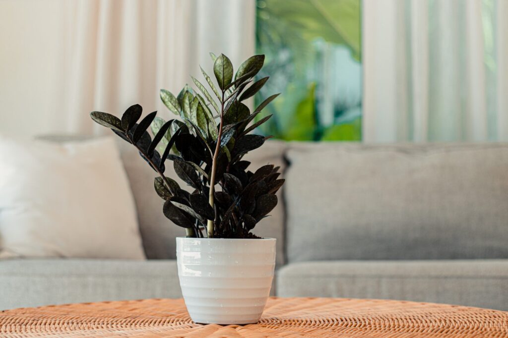 ZZ Plant Guide The Ultimate Low Maintenanc for Indoor Spaces