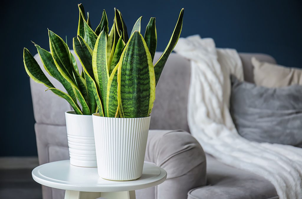 Indoor Plant for Hyderabad Homes Ultimate Guide to Snake Plants