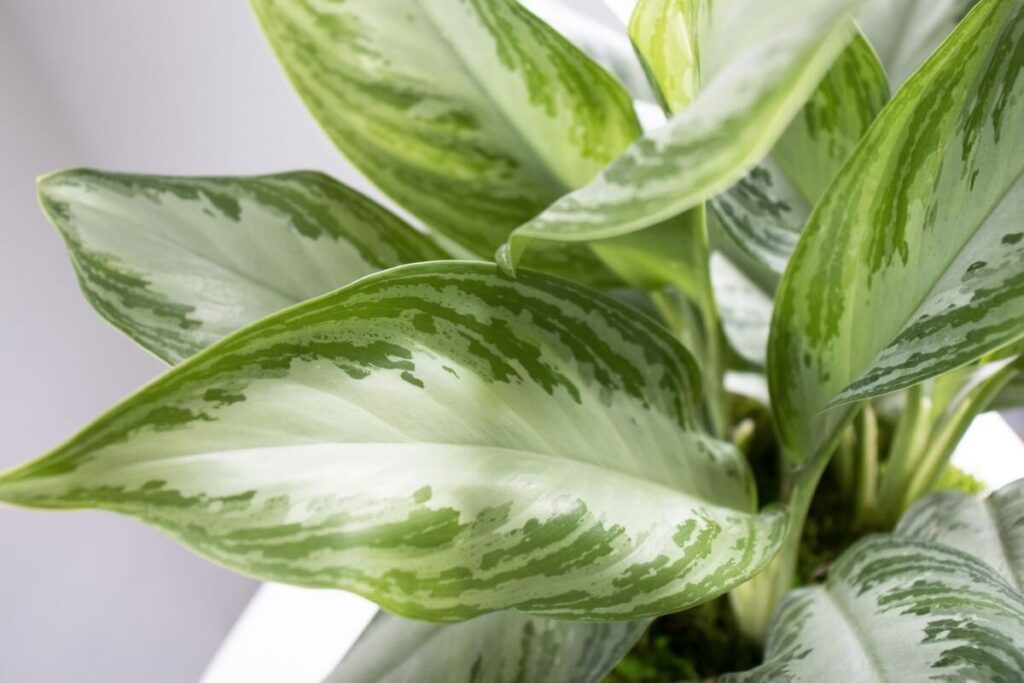 Indoor Spaces with Stunning Spotted Evergreen Plants in Hyderabad