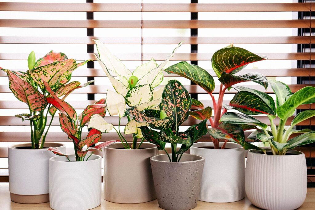 Lipstick Aglaonema: Stylish, Low-Light Indoor Plant for Hyderabad Homes