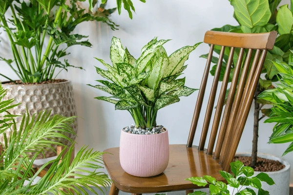 Indoor Spaces with Stunning Spotted Evergreen Plants in Hyderabad