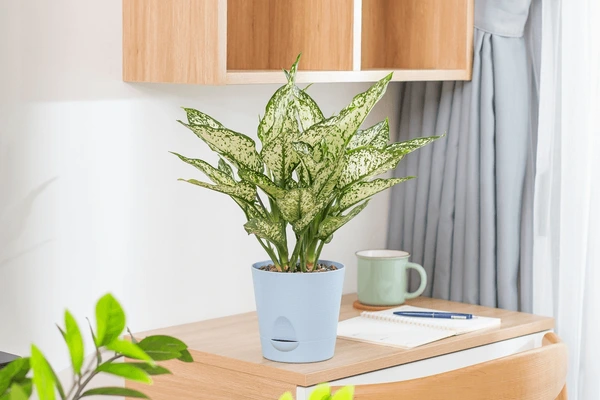 Indoor Spaces with Stunning Spotted Evergreen Plants in Hyderabad