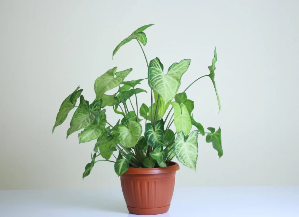 Indoor Goosefoot Plant: Benefits, Care & Setup for Modern Homes