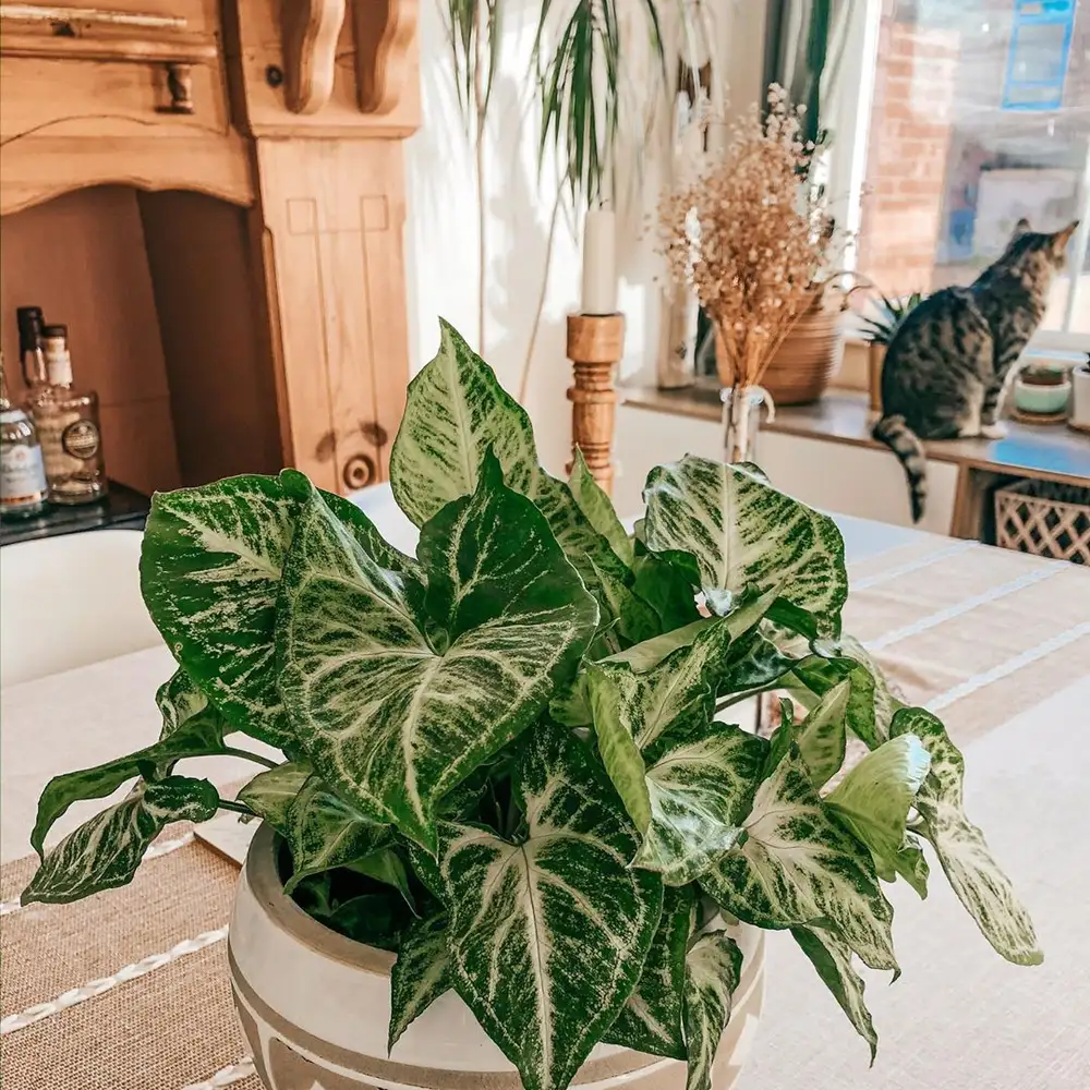 Indoor Goosefoot Plant: Benefits, Care & Setup for Modern Homes