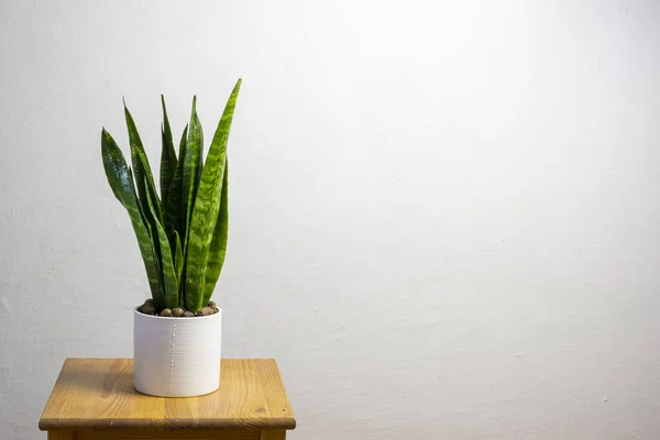 Indoor Plant for Hyderabad Homes Ultimate Guide to Snake Plants